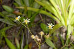 Early whitetop fleabane